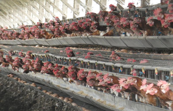 バタリーケージで飼育される採卵鶏（レイヤー）　写真提供　アニマルライツセンター