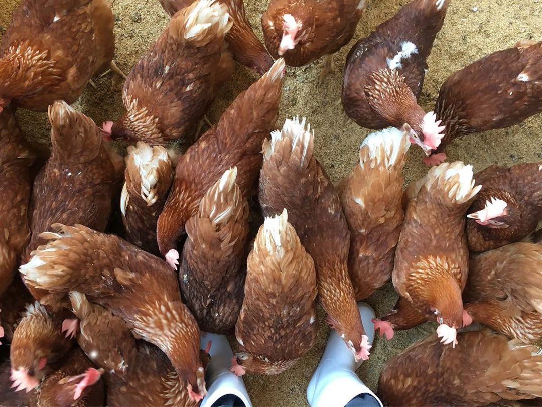 平飼いで育った人懐っこいニワトリ